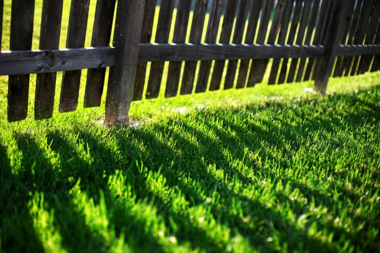 premium-shade-grass-seed-for-shade-lawn-uk