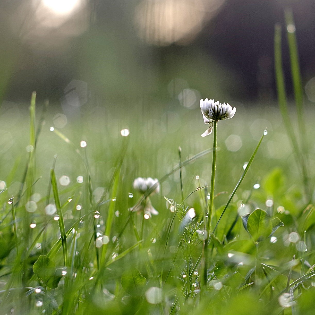 Clover Lawn Seed - Grass & clover mixture for lawns - Lawn UK