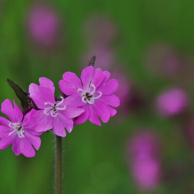 Red Campion Wildflower Seed