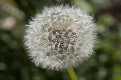 Controlling the Weeds in Your Lawn