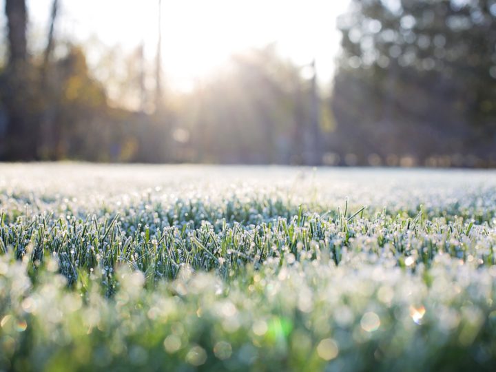 Keeping your lawn healthy this winter