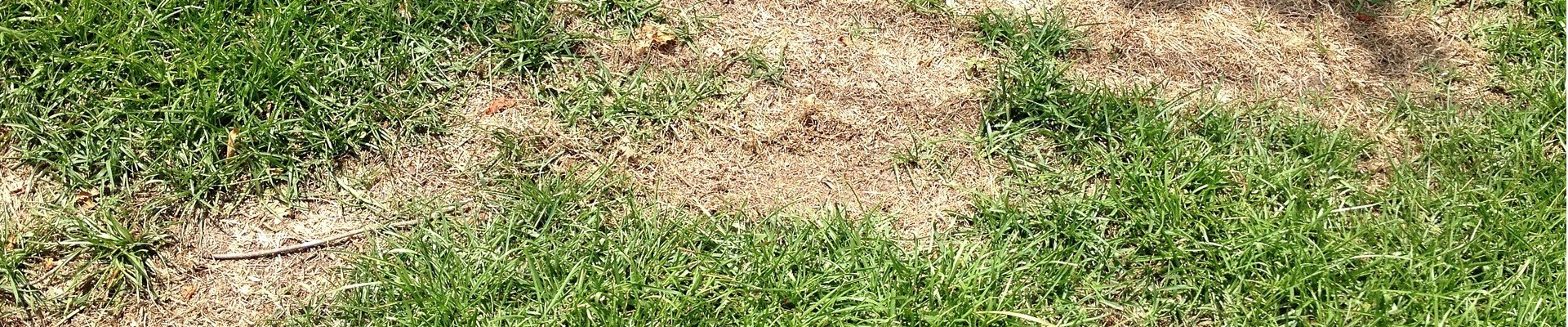 Common lawn disease 