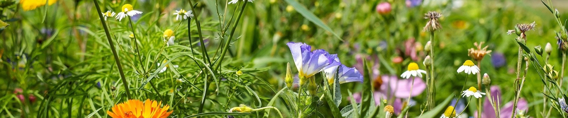 Establish Wildflowers