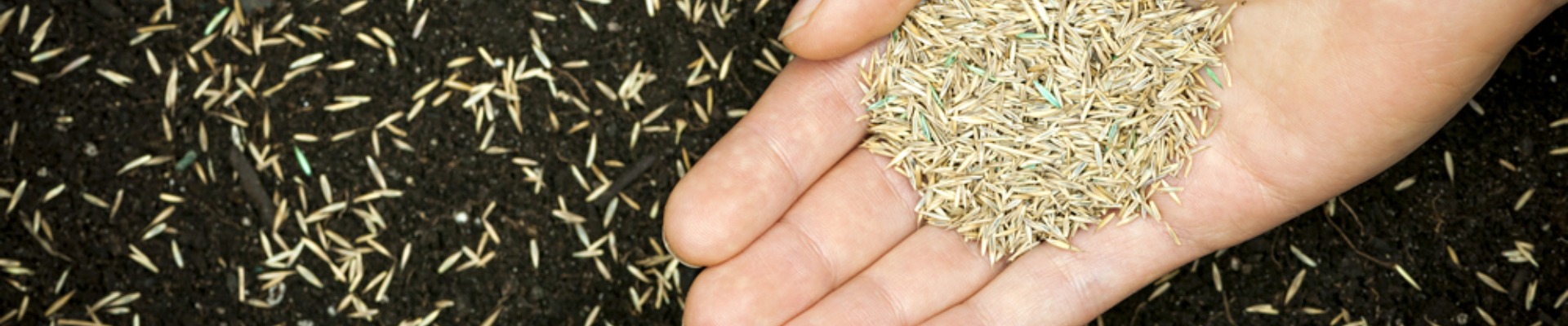 How to sow grass seed